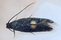 Neurothaumasia tenuipennella