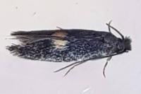 Neurothaumasia tenuipennella
