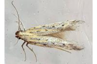 Metzneria