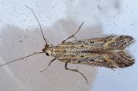 Metzneria