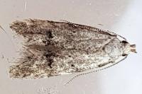 Teleiodes vulgella