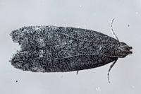 Athrips rancidella