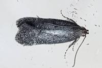 Athrips rancidella