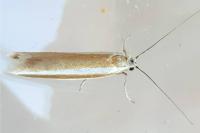 Pleurota aristella