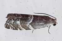 Cydia coniferana