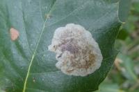 Phyllonorycter belotella