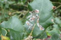 Acrocercops brongniardella