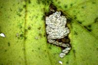 Stigmella viscerella