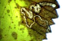 Stigmella ulmivora