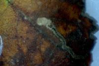 Stigmella lemniscella
