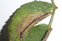 Coptotriche angusticollella