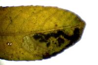 Stigmella salicis
