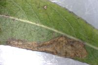 Stigmella obliquella