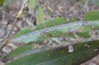 Phyllocnistis saligna