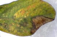Phyllonorycter