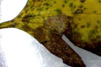 Phyllonorycter oxyacanthae