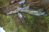 Phyllonorycter schreberella