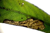 Stigmella obliquella