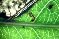Stigmella obliquella