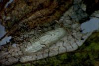 Phyllonorycter schreberella