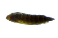 Phyllonorycter schreberella