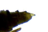 Phyllonorycter schreberella