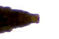 Phyllonorycter schreberella