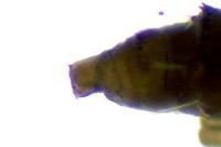 Phyllonorycter schreberella