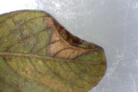 Phyllonorycter