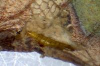 Phyllonorycter
