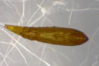 Phyllonorycter