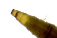 Phyllonorycter