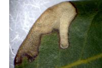 Ectoedemia heringella