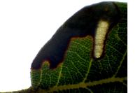 Ectoedemia heringella