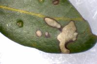 Ectoedemia heringella