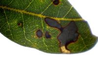 Ectoedemia heringella