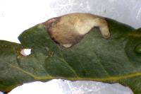 Ectoedemia heringella