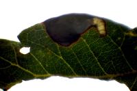 Ectoedemia heringella