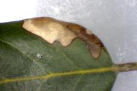 Ectoedemia heringella