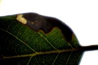 Ectoedemia heringella