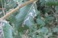 Acrocercops brongniardella