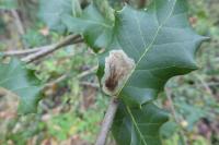 Phyllonorycter belotella