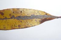 Phyllocnistis saligna
