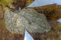 Phyllonorycter corylifoliella
