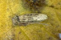 Coleophora