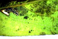 Stigmella obliquella