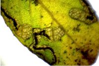 Stigmella salicis