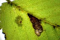 Stigmella viscerella
