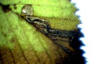 Stigmella ulmivora
