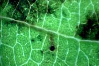 Stigmella obliquella